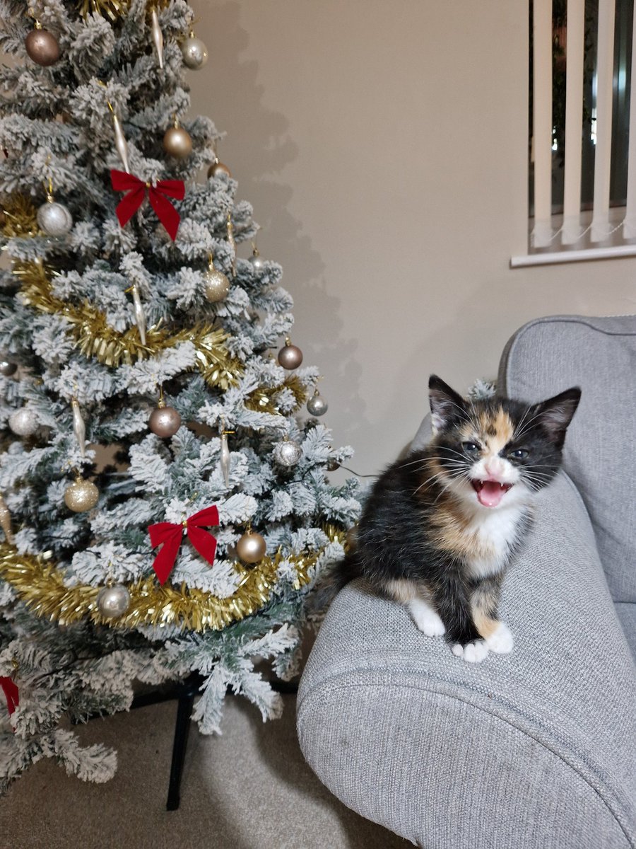 jslewisYT's tweet photo. Life got in the way of me making a jingle cats video this year, but I enjoyed the stream so much!! Excited for another great Jingle Jam @yogscast

P.S. here's a picture of my irl Jingle Cat, she's excited too!🎄 https://t.co/zAOOeKiftN