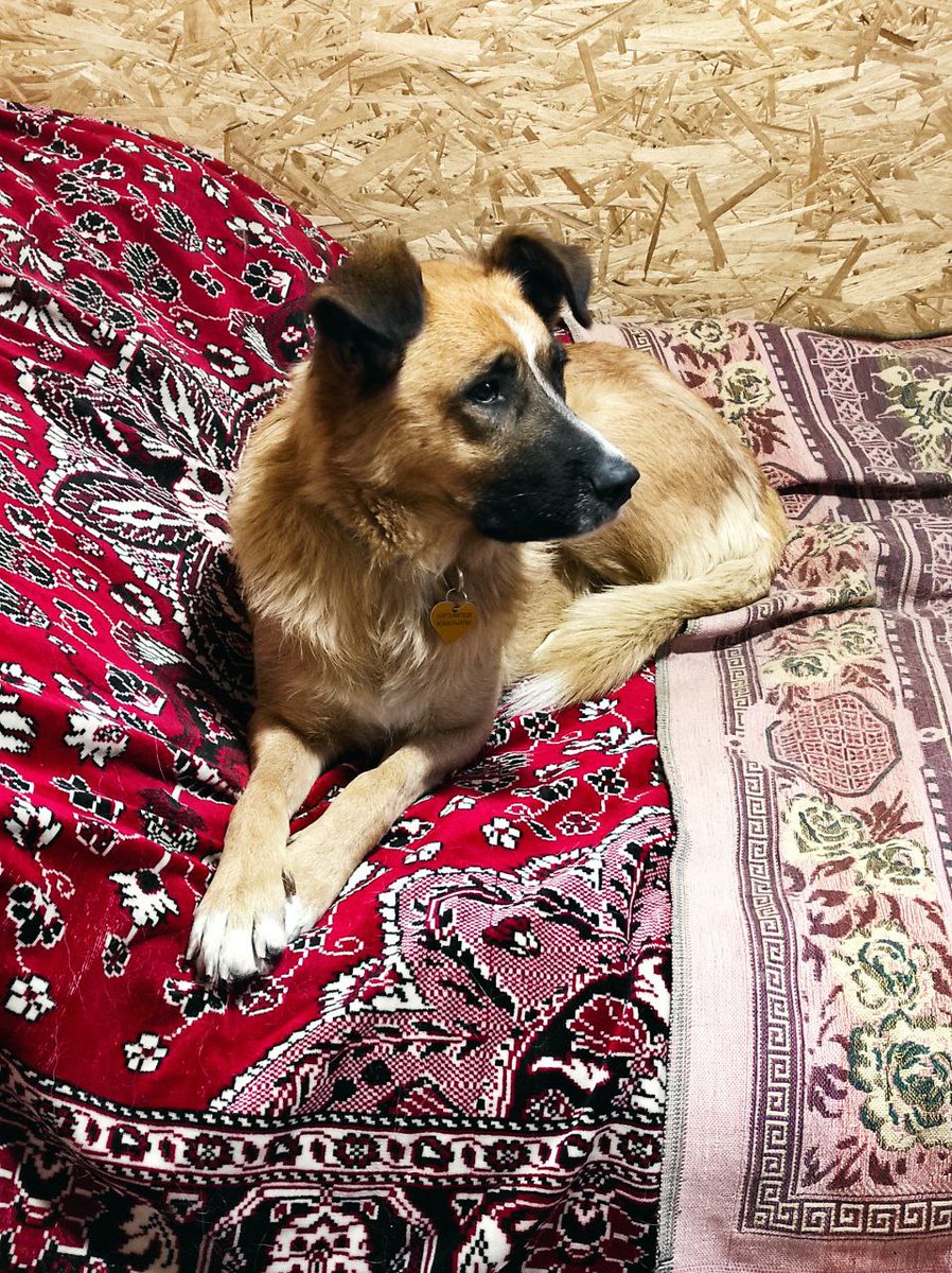 Elena Stoliarova tweet media