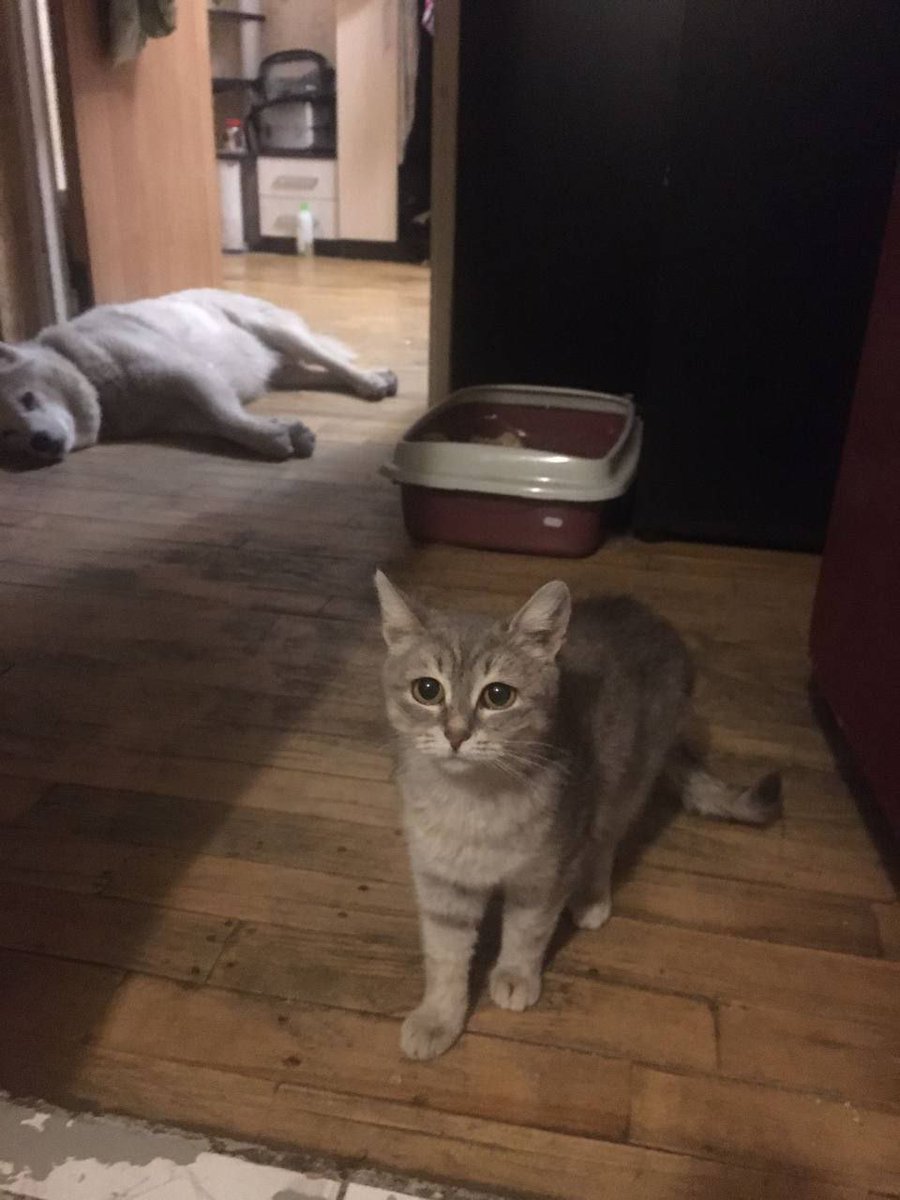 Elena Stoliarova tweet media