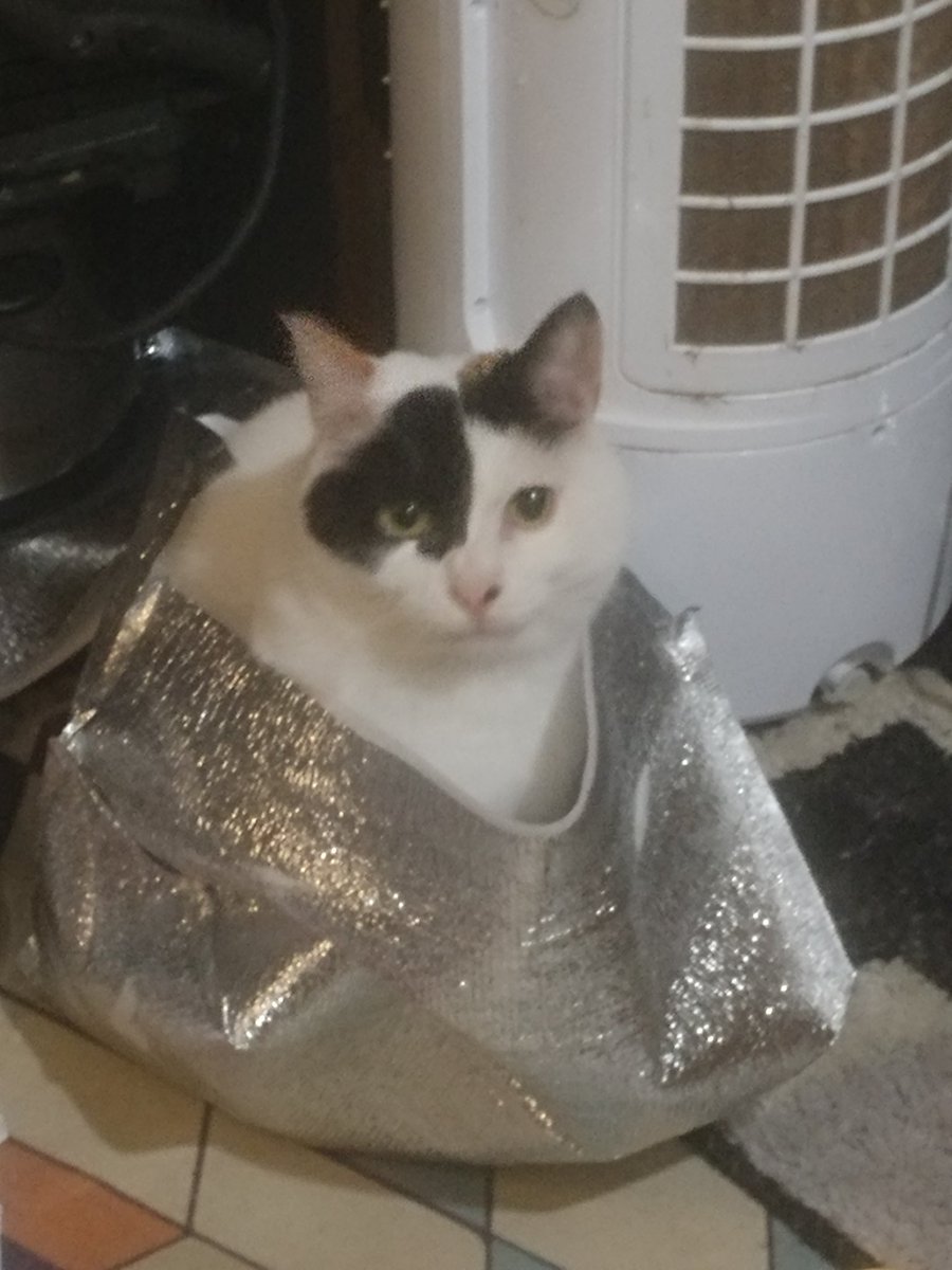 lisamovius.bsky.social 🟧🌈 tweet media