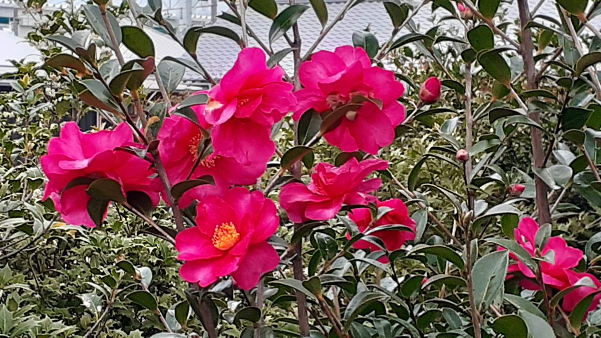 hyougotouken's tweet photo. 12月例会は12月18日、湊川神社　斎館にて行われます。
また、合わせて忘年会も行われます。
会員の方は、是非忘年会も併せてご参加下さい。 https://t.co/QuaAWKuM65