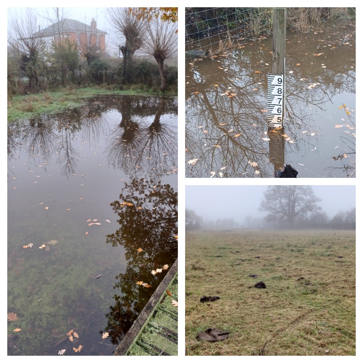 Ralphs_Ian's tweet photo. A month of checking the Badgeworth Belties on Thursdays, with the cows now off to pastures new, having done a cracking job of grazing the meadow. No significant water in Coldpool until 17th but now well filled and beginning to clear. 1000's of #ATSW seedlings @gloswildlife https://t.co/qimgGE4KT2