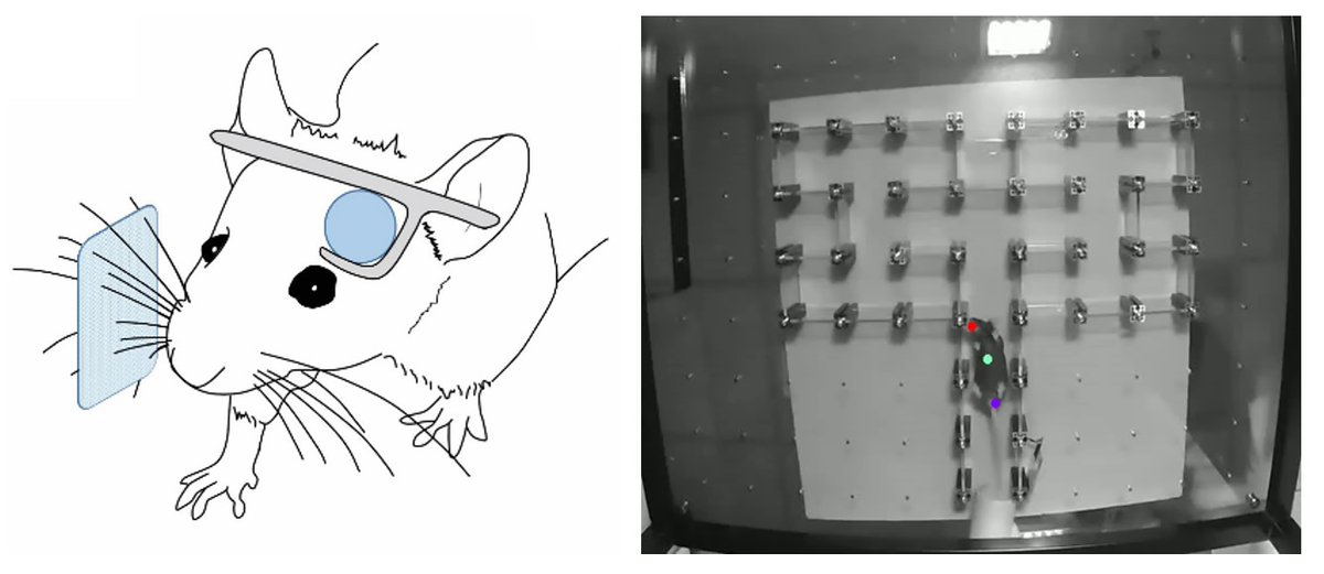 New postdoc in my lab funded by BBSRC! Project will investigate behaviour and neuronal responses in mice performing goal-directed tasks guided by whisker input, either in head-fixed configuration combined with two-photon imaging, or in a novel freely-exploring configuration