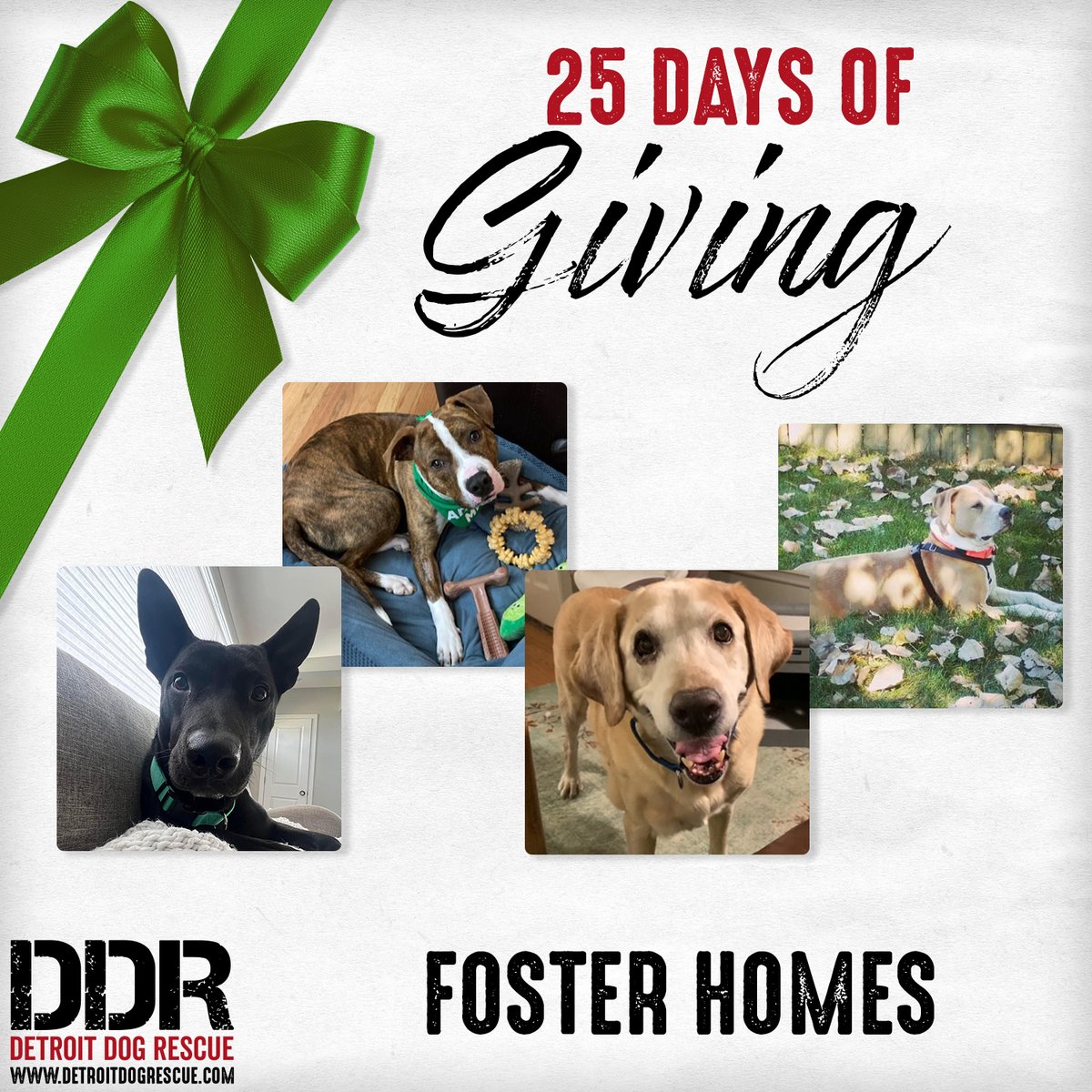 Detroit Dog Rescue tweet media