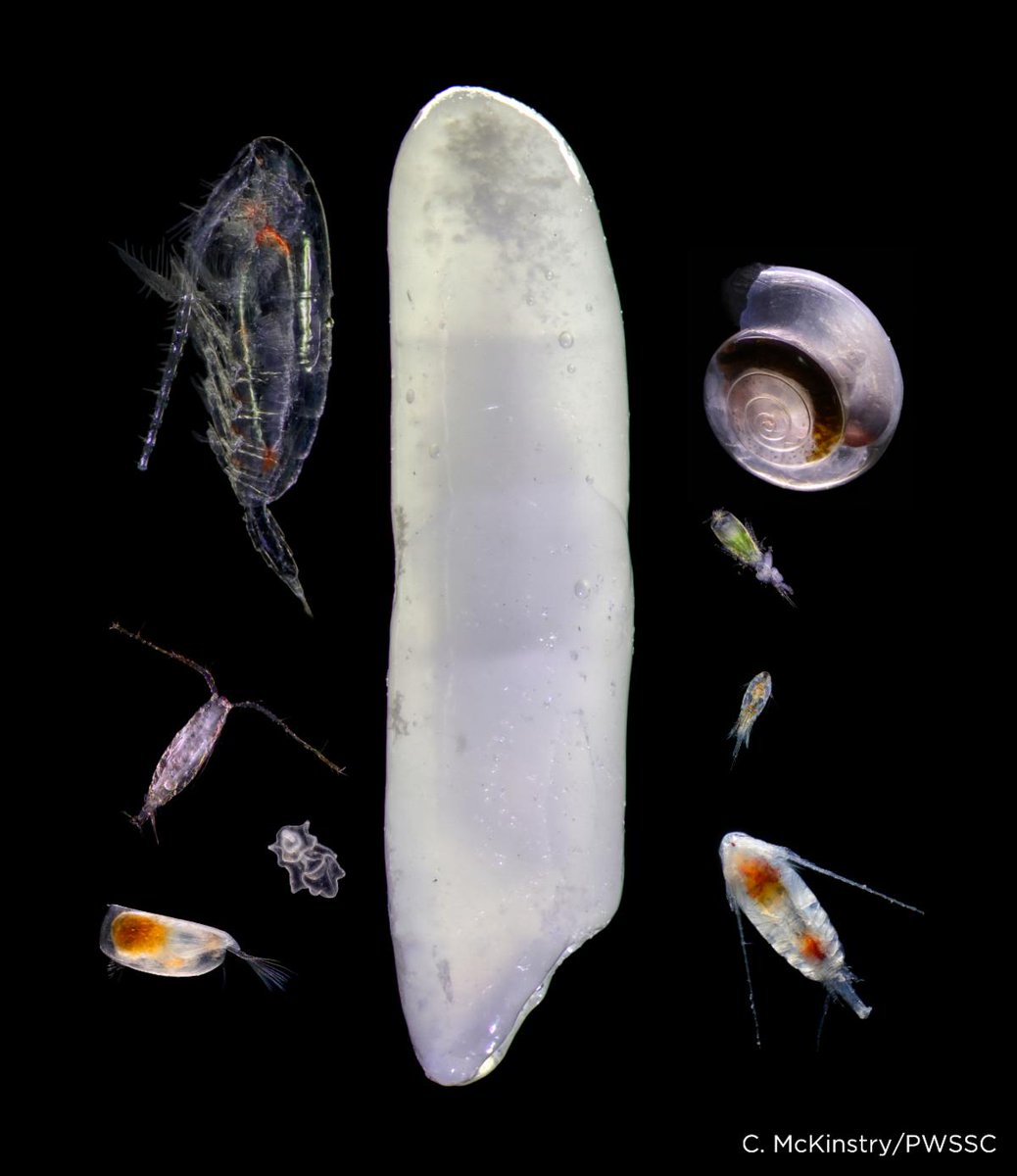 PWSSC's tweet photo. Welcome to Plankton Month! Plankton Month is the first of many themed months where the PWSSC will explore a topic in depth with you. Throughout the month we will help you to learn fun facts about plankton and share what our researchers are up to. Join us on our plankton journey! https://t.co/5mZ8NxtW4L