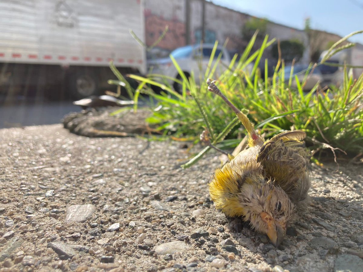 Areametropol's tweet photo. Ayer fue la alborada… Y hoy, hay una víctima💔… y con toda seguridad, no es la única😞. 

La fauna no está preparada para las fuertes explosiones y los sonidos potentes de la pirotecnia🎆. El pánico causado por el estallido, puede ser mortal. 

#ParemosYa el uso de la pólvora. https://t.co/zn86GxQqzH