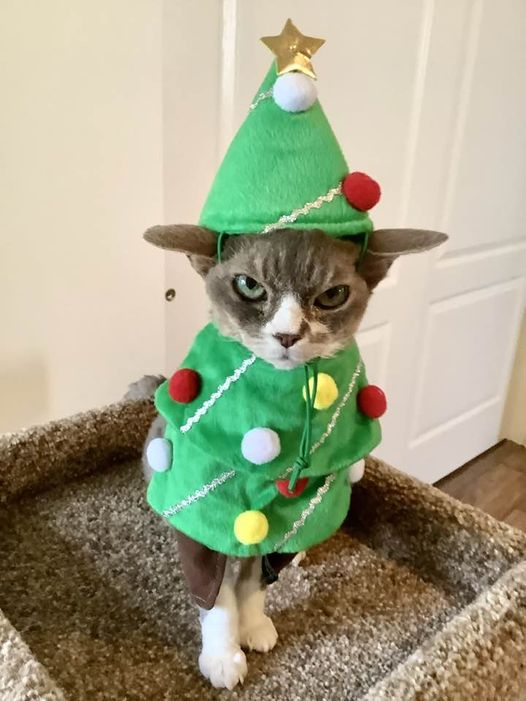 TheRexGirls's tweet photo. @AdamBergNBC6 #ItsTimeToWalkFluffy Houdini's loving this year's Christmas costume...NOT (Don't worry, she only had it on for 2 minutes for the photo op...we're not cruel 🤣) https://t.co/3B45A1DFWF