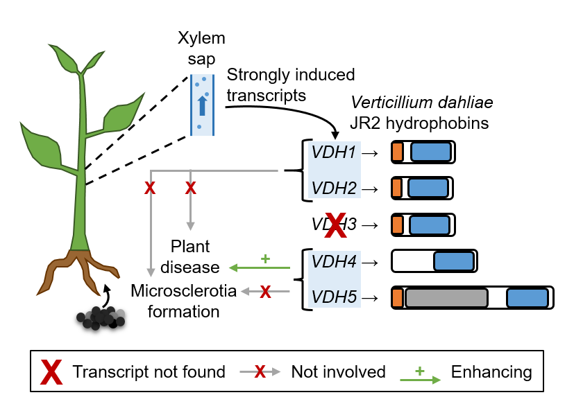IsabelMaurus's tweet photo. My first paper as first author is published🥳Find out about the special functions of Verticillium dahliae hydrophobins Vdh4 and Vdh5 in plant disease development.
https://t.co/RUPNX2dVl2 #mdpijof via @JoF_MDPI @MDPIOpenAccess https://t.co/S4Oe5HwMxO