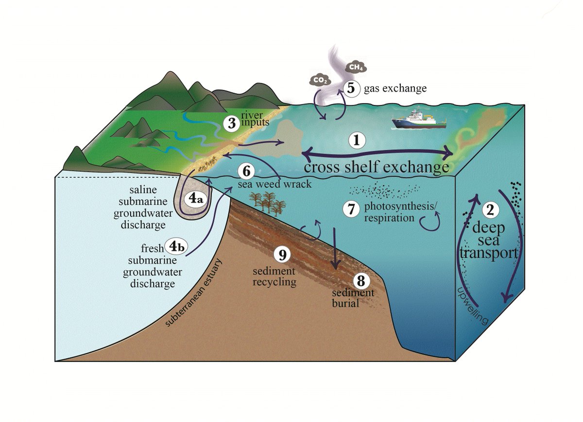 Prof Isaac Santos (@barefoot_lab) on Twitter photo L&O's Carbon Sequestration SI is now out! Check our editorial:
aslopubs.onlinelibrary.wiley.com/doi/10.1002/ln…
and an awesome collection of papers showing how #carbon sequestration includes not only storage in biomass and sediments, but also carbon stored away from the source
aslopubs.onlinelibrary.wiley.com/toc/19395590/2… L&O's Carbon Sequestration SI is now out! Check our editorial:
aslopubs.onlinelibrary.wiley.com/doi/10.1002/ln…
and an awesome collection of papers showing how #carbon sequestration includes not only storage in biomass and sediments, but also carbon stored away from the source
aslopubs.onlinelibrary.wiley.com/toc/19395590/2…