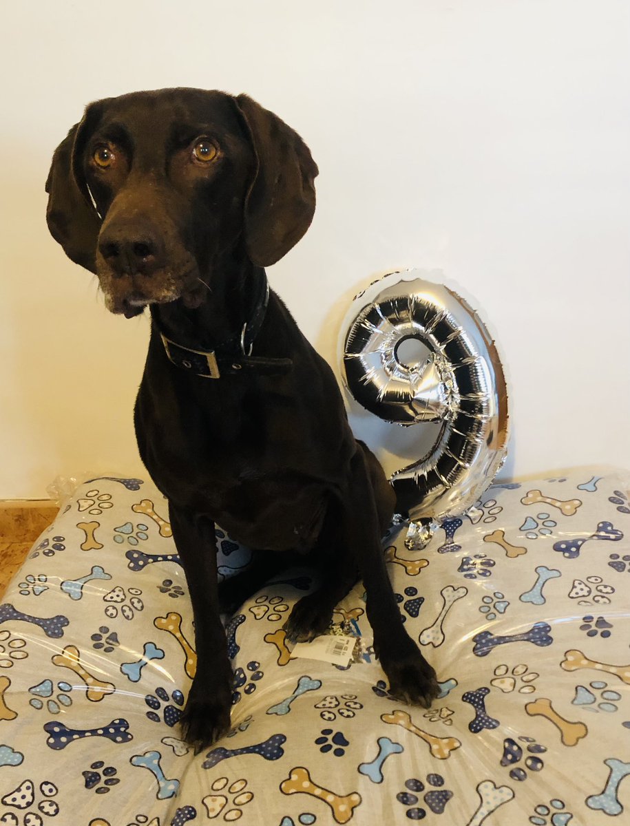 Nala, Aquiles y Orión tweet media