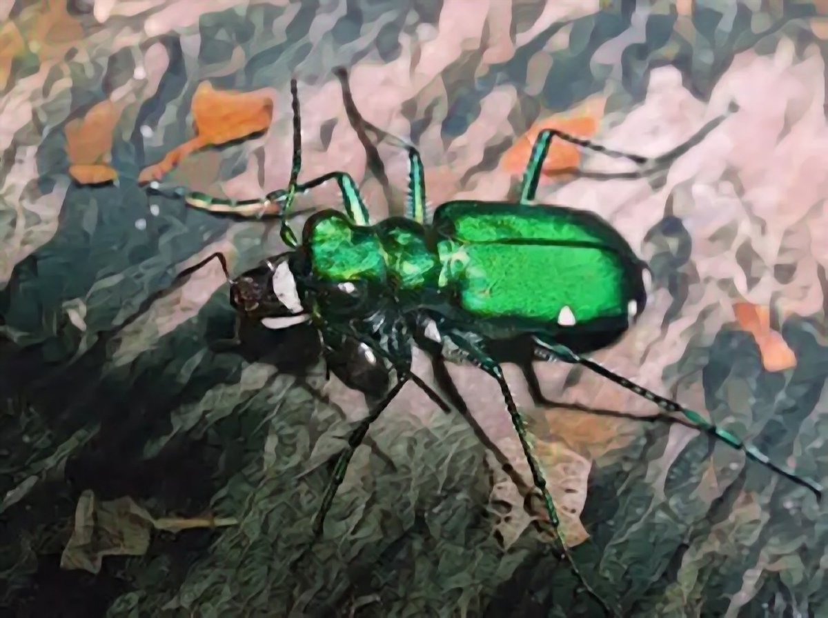 Mr_ProjectX's tweet image. Project For SAVING THE Opensea TIGER BEETLE ❤️

ProjectX Saving The BEETLE NFT

🔥Creator  ProjectX

🏷️Floor Price 0.0009 ETH

🌊Opensea Link 
opensea.io/assets/matic/0…
#NFT
#NFTs
#NFTCommunity
#NFTsales
#Etherium
#Projectx
#openseaart
☑️ Like &amp;amp; RT
☑️ Follow @Mr_ProjectX