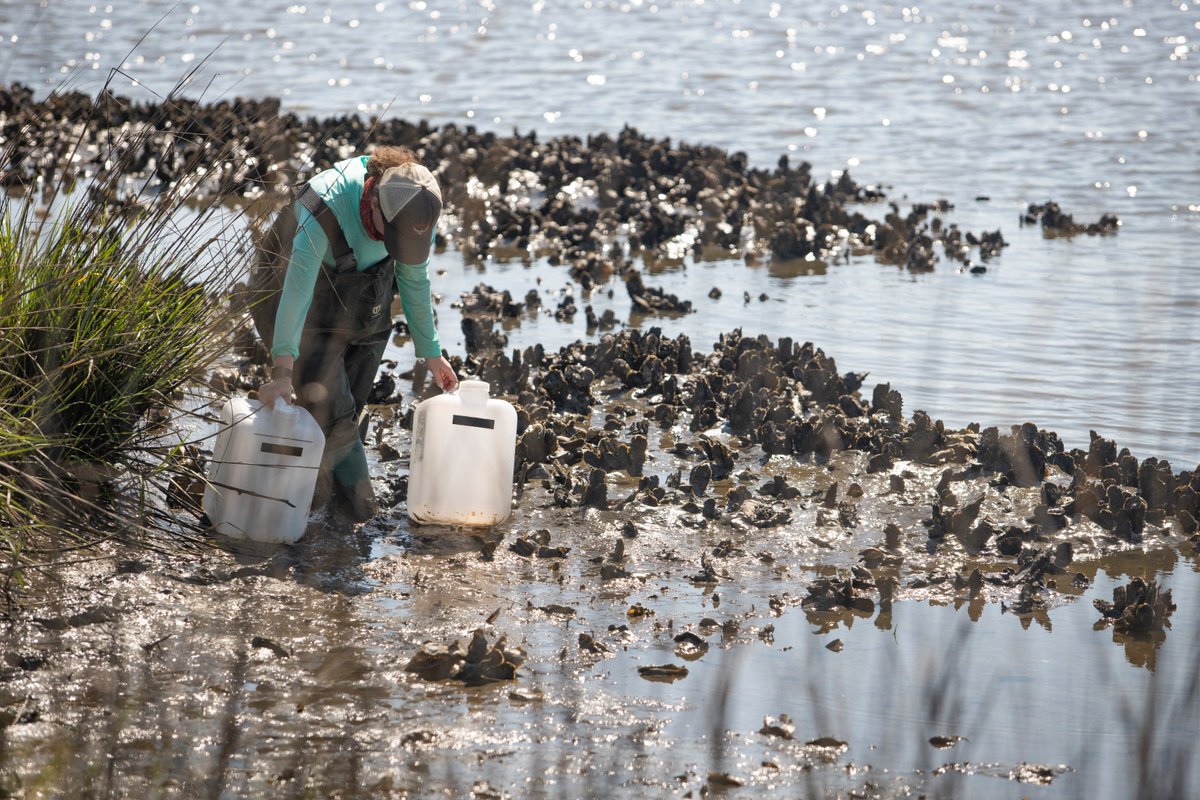 Dr. Ashley Smyth (@ashleyrsmyth) on Twitter photo Are you interested in seagrass, shellfish, or nitrogen? <a href="/LKReynoldsLab/">Laura K. Reynolds</a> and I are looking for a PhD student for a new project focused on co-restoration and water quality. Contact us for more information! <a href="/FloridaSeaGrant/">Florida Sea Grant</a> <a href="/UFTropical/">UF IFAS Tropical Research and Education Center</a> <a href="/SoilWaterSci/">UF/IFAS Dept of Soil, Water & Ecosystem Sciences</a> <a href="/UFcoastal/">UF Center for Coastal Solutions</a> <a href="/UFSNRE/">UF SNRE</a> Are you interested in seagrass, shellfish, or nitrogen? <a href="/LKReynoldsLab/">Laura K. Reynolds</a> and I are looking for a PhD student for a new project focused on co-restoration and water quality. Contact us for more information! <a href="/FloridaSeaGrant/">Florida Sea Grant</a> <a href="/UFTropical/">UF IFAS Tropical Research and Education Center</a> <a href="/SoilWaterSci/">UF/IFAS Dept of Soil, Water & Ecosystem Sciences</a> <a href="/UFcoastal/">UF Center for Coastal Solutions</a> <a href="/UFSNRE/">UF SNRE</a>