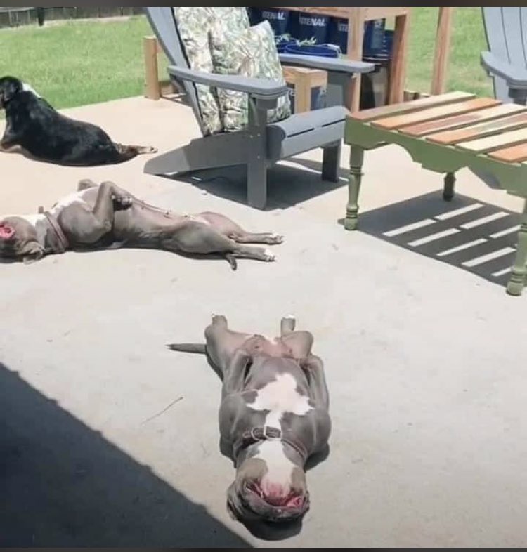 Go monate ko SPCA a relaxitse ma 28