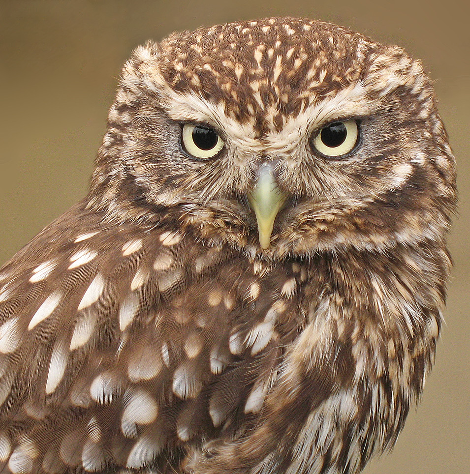 OwlCon's tweet image. Heads up, we are also on Instagram and Facebook!

instagram.com/owlcon/
facebook.com/owlcon