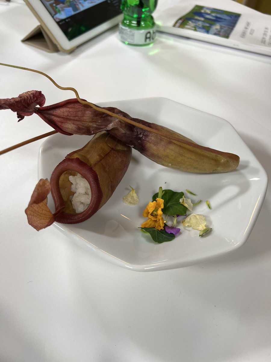 bling2sakura's tweet photo. 念願のウツボカズラ飯を食べられて本当に幸せ

しかも木谷さんが虫入りにしてくれた。なんという心遣い！

ウツボカズラは虫をこの袋でとらえながら生きていたんだ、そして今はご飯とイナゴが入っているということに思いを馳せて、いただきました。

#さくひな https://t.co/lY4WtzJwLn