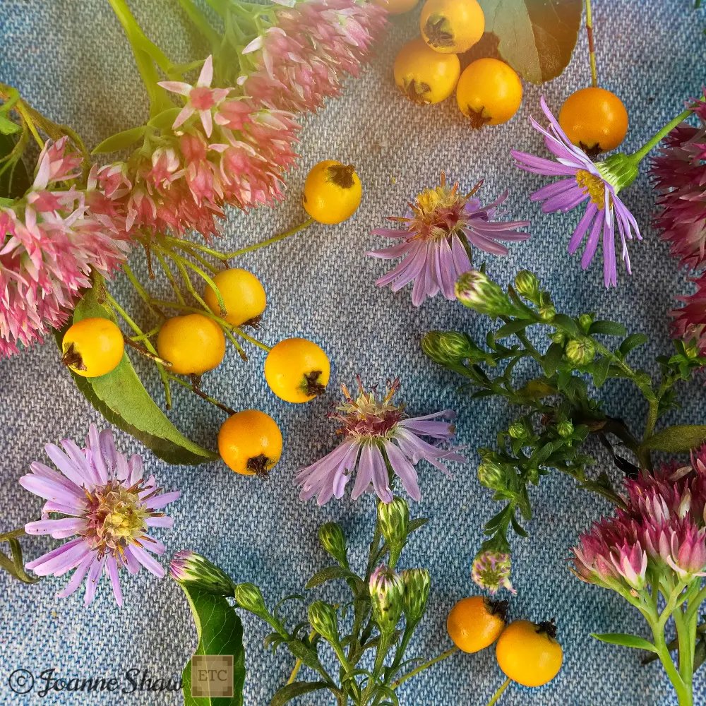 🆕🍂🌻Fall Autumn Daisy Flowers & Berries designsbyetc.co.uk/1jzk 
#artprints #artprint #autumnvibes #fall #autumnflowers #flowerart #flowerphotography #stilllifephotography #stilllife #artist #buyart #artforsale #autumnfall #autumn #botanicalart #wallart #wallartforsale #berries