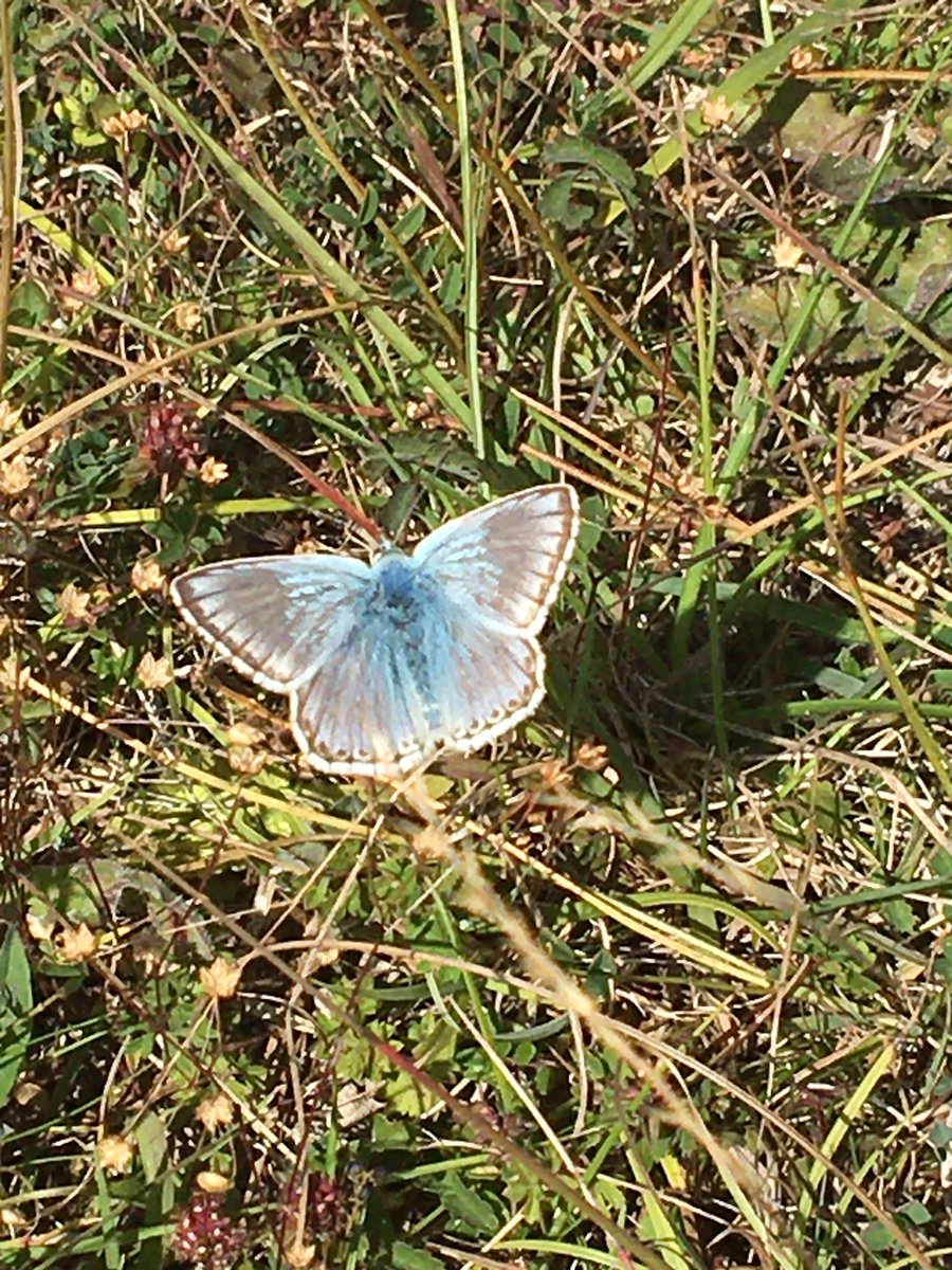 NickMarriner1's tweet photo. Brilliant support from #farminginprotectedlandscapes programme today awarding over £40k to help establish conservation grazing across 40 hectares of chalk grassland on 2 @ChilternsCCC #farmercluster sites. Another great e.g., of farmers leading landscape scale conservation 👍👍 https://t.co/wwKN9W9M7S