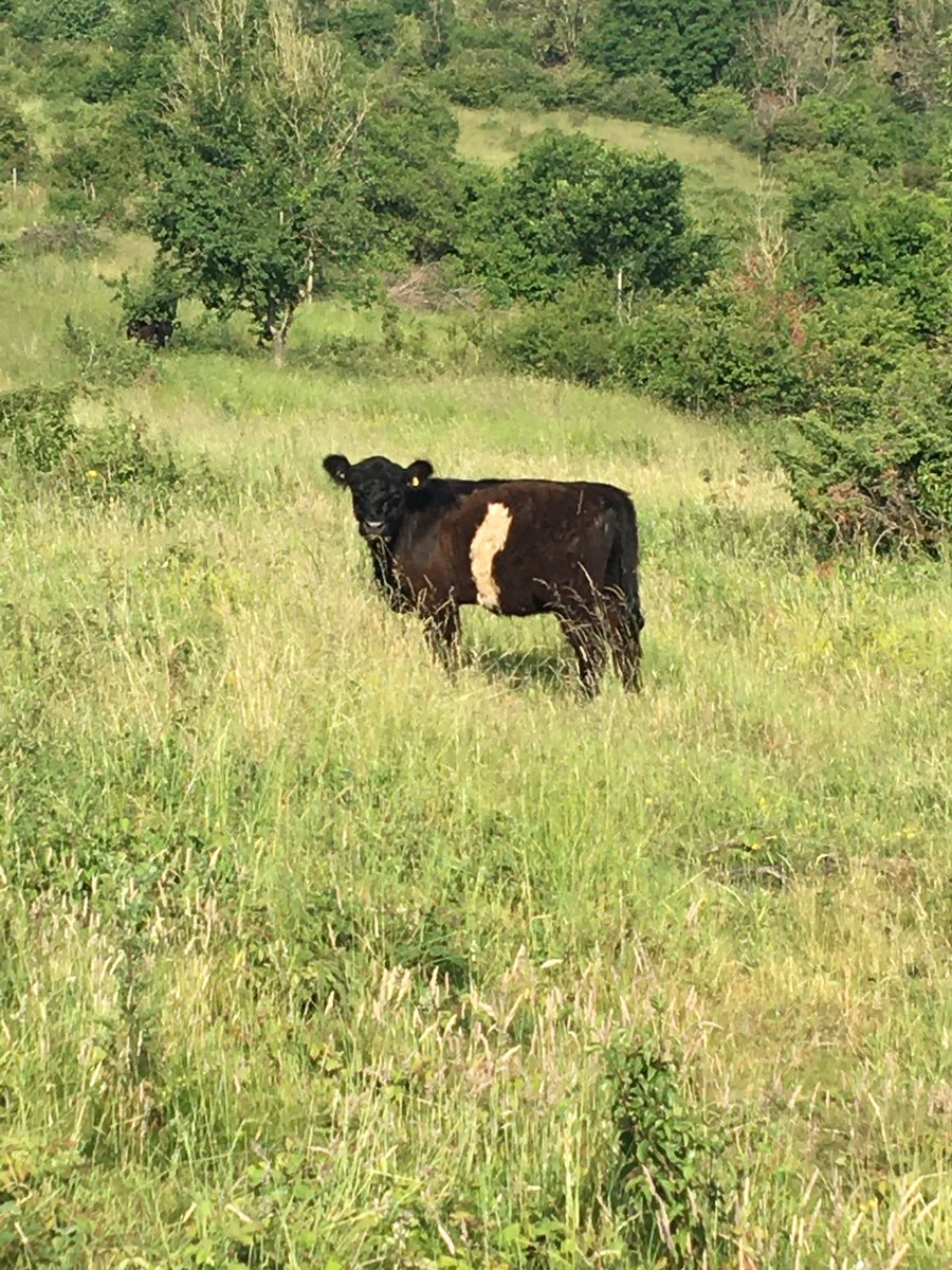 Nick Marriner (@nickmarriner1) on Twitter photo Brilliant support from #farminginprotectedlandscapes programme today awarding over £40k to help establish conservation grazing across 40 hectares of chalk grassland on 2 <a href="/ChilternsCCC/">Chalk Cherries and Chairs Team</a> #farmercluster sites. Another great e.g., of farmers leading landscape scale conservation 👍👍 Brilliant support from #farminginprotectedlandscapes programme today awarding over £40k to help establish conservation grazing across 40 hectares of chalk grassland on 2 <a href="/ChilternsCCC/">Chalk Cherries and Chairs Team</a> #farmercluster sites. Another great e.g., of farmers leading landscape scale conservation 👍👍