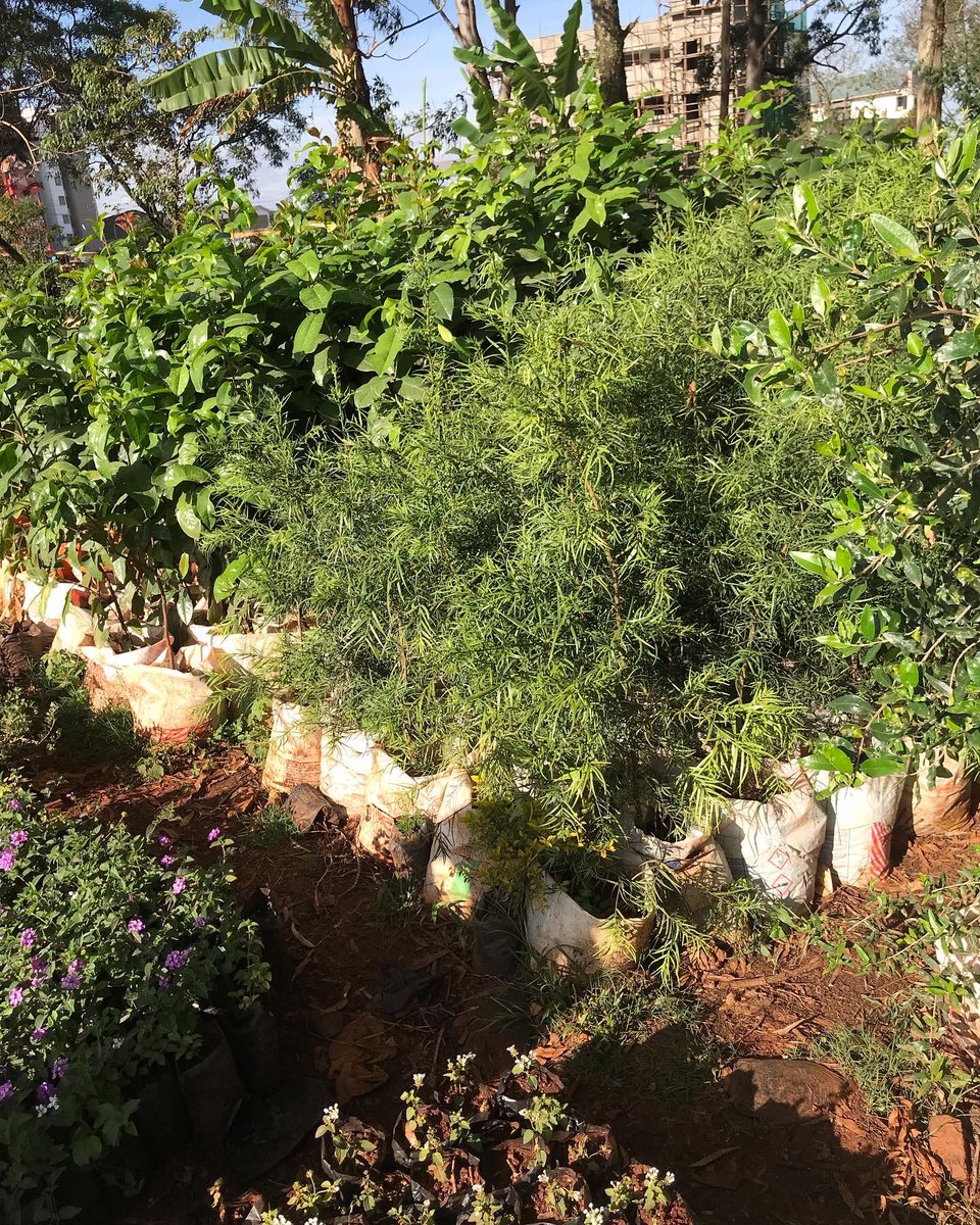 GoTravel_Green's tweet image. #ReadyForDispatch By supporting local communities to propagate indigenous trees for afforestation and increasing green canopies, we play a vital role in sustainable tourism and we are making it happen. #GoTravelGreen