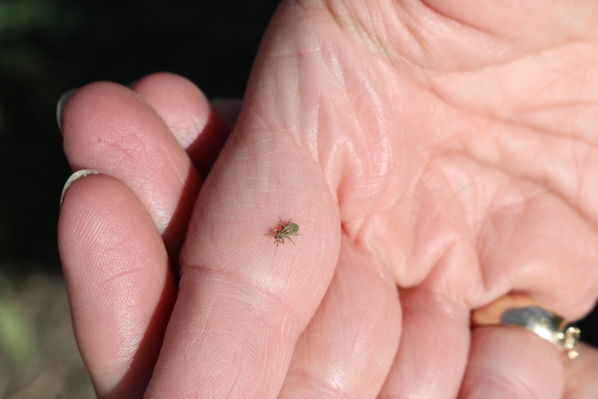 SPG is concerned about recent news removing lambda-cyhalothrin insecticides from the market for 2023 and the gaps it leaves for pest control in pulse crops. We are working to gather more information and to provide best guidance and recommendations to growers.