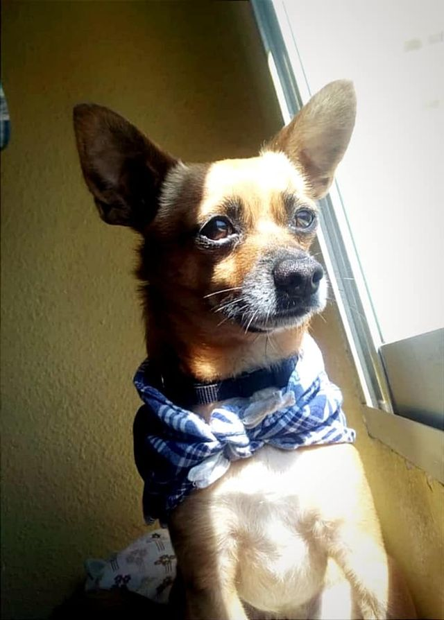 siviaromera1's tweet photo. VALENCIA
KINVI es un pequeño de apenas 5 kg y con 8 años se va a quedar en breve sin familia No debían de sacarlo mucho a la calle ....
Es urgente encontrarle algo ya que en menos de un mes tendrá que salir de su casa
 617115250 https://t.co/10234n3uEB