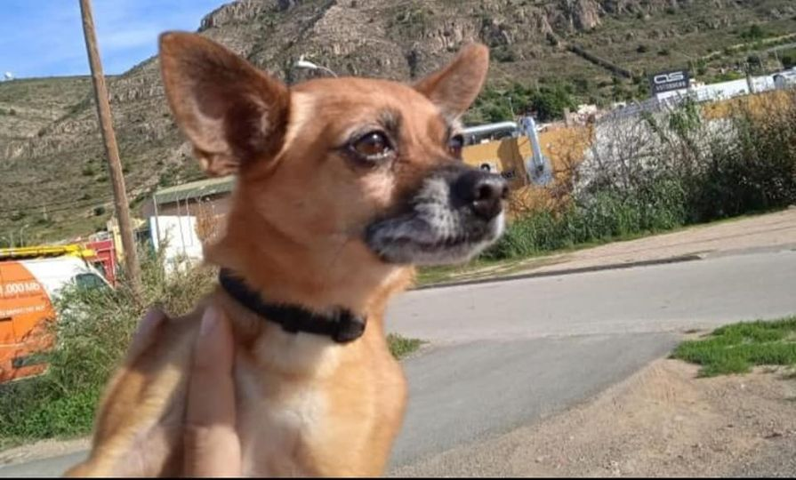 siviaromera1's tweet photo. VALENCIA
KINVI es un pequeño de apenas 5 kg y con 8 años se va a quedar en breve sin familia No debían de sacarlo mucho a la calle ....
Es urgente encontrarle algo ya que en menos de un mes tendrá que salir de su casa
 617115250 https://t.co/10234n3uEB