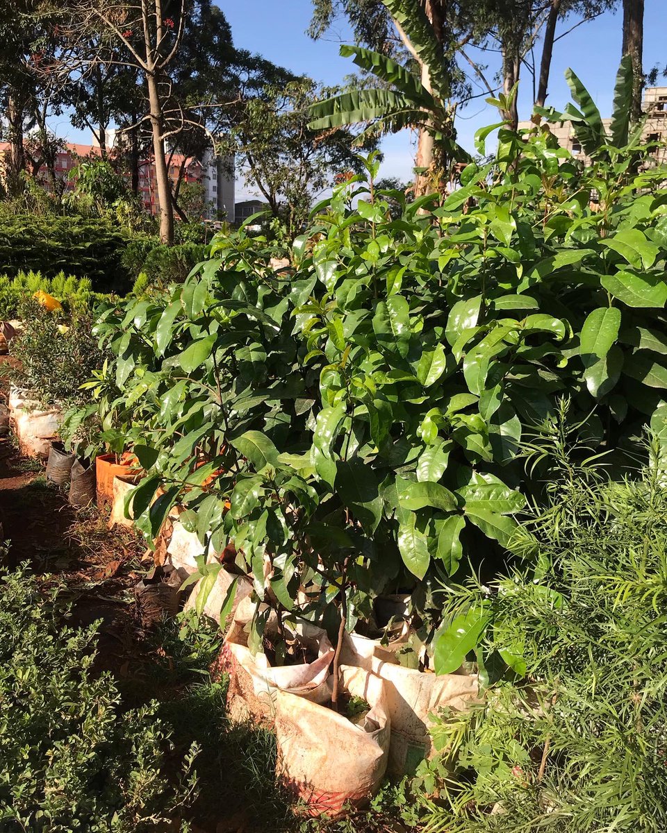 ZiaraGroup's tweet image. #ReadyForDispatch By supporting local communities to propagate indigenous trees for afforestation and increasing green canopies,we play a vital role in sustainable tourism and we are making it happen in collaboration with @GreenMorans and partners @virginexplorers #GoTravelGreen