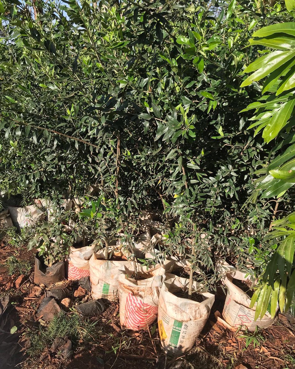 ZiaraGroup's tweet image. #ReadyForDispatch By supporting local communities to propagate indigenous trees for afforestation and increasing green canopies,we play a vital role in sustainable tourism and we are making it happen in collaboration with @GreenMorans and partners @virginexplorers #GoTravelGreen