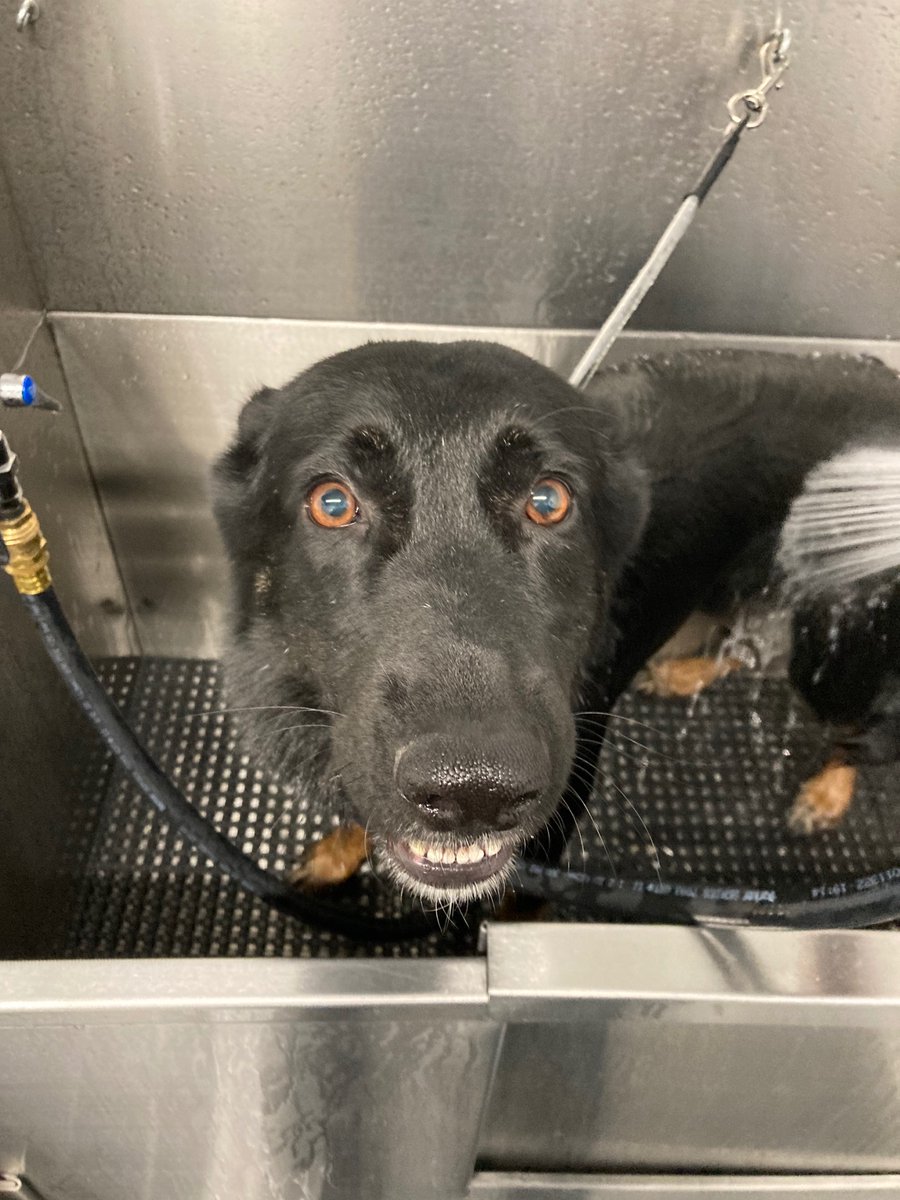 EmilyMSGC's tweet image. Upside of having a shepherd:She can sense my emotions and gets genuinely concerned

Downside: She doesn’t understand why I’m crying in the self serve dog wash at Tractor Supply

Lay off season 2022 has been full of new/interesting emotions.
 
#GeneChat #GermanShepherdofTwitter