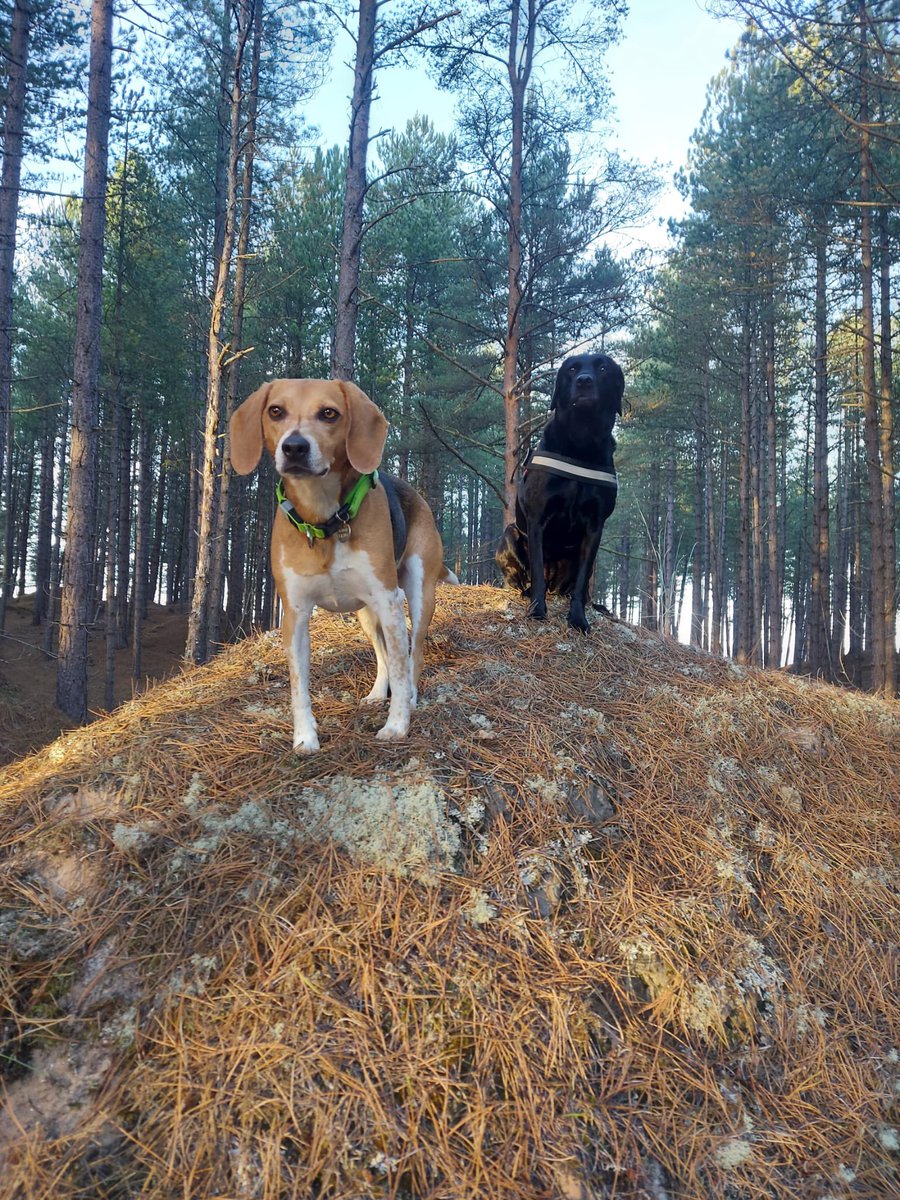 FitzTheBeagle's tweet photo. @BillC373 Aye, it’s braw! https://t.co/WhbW8Qfotq