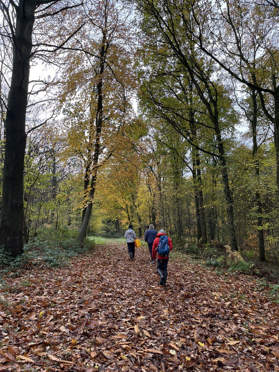 Great to have two days field work at @WythamWoods with Cecilia. @CDahlsjo It is wonderful to see leaf decomposition in action! I did my PhD totally desk-based (due to COVID) but from time to time I need some feelings of nature :-P #ashdieback