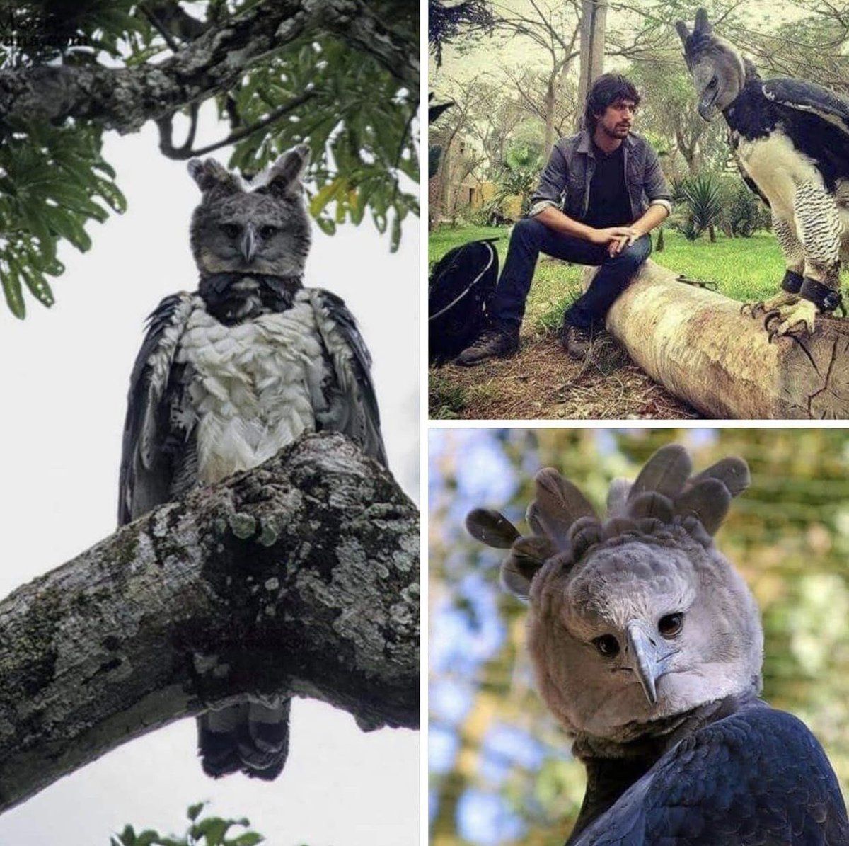 askmeknowledge tweet media