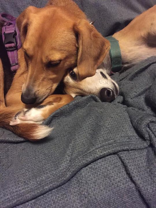 PSP5Points's tweet photo. Dreaming of Santa and presents. 😴🎄 

At Pet Supplies Plus, we carry a wide selection of pet supplies and accessories at the best prices to keep your pets healthy, happy, and safe.

#PSPColumbia #PetSuppliesPlus #Minusthehassle https://t.co/zqdghVZstT