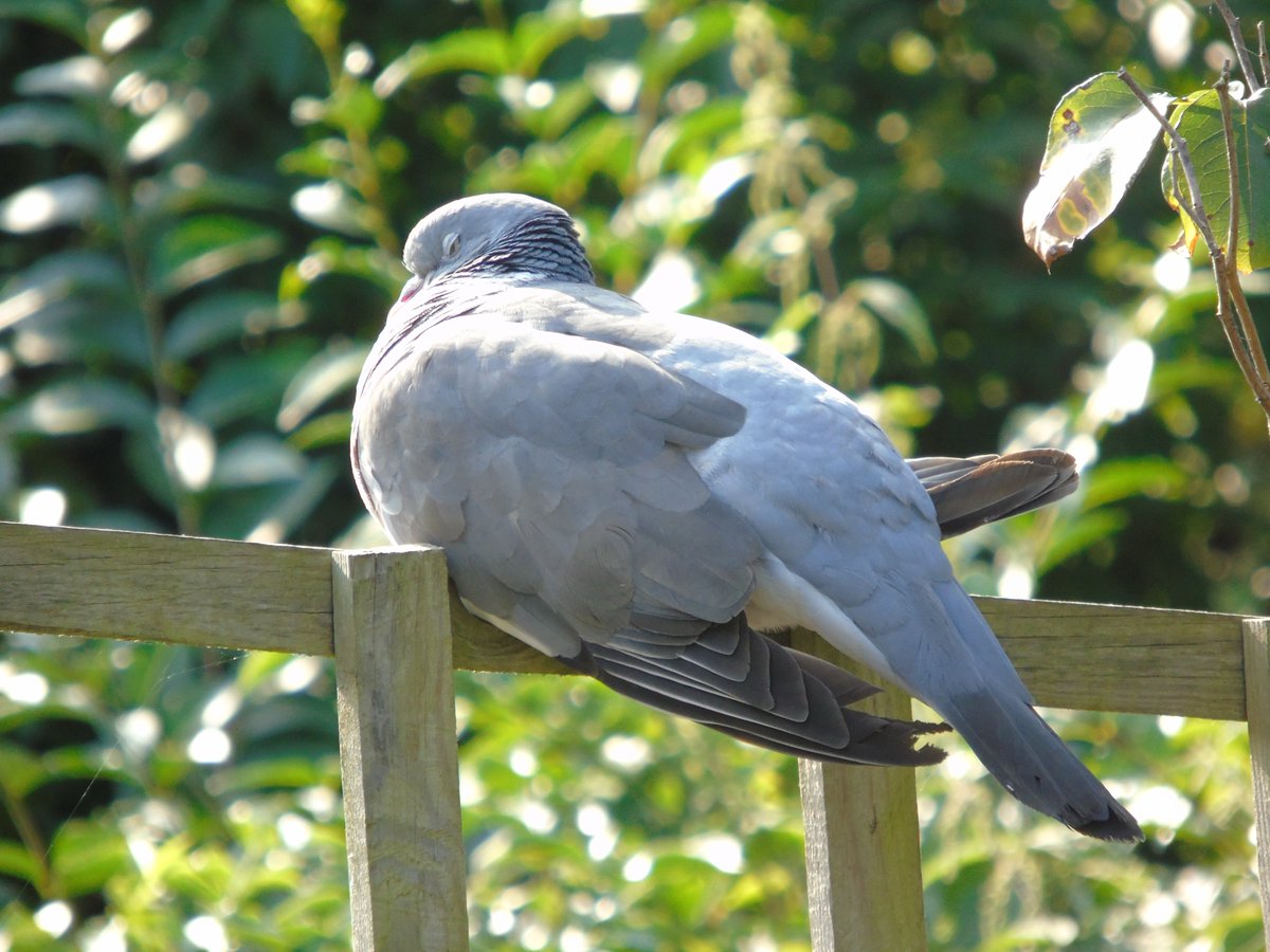 MyGarden_Uk's tweet photo. Forty Winks Woody.

#WoodPigeons #Sleepig #birds https://t.co/oD1VVSC4wC