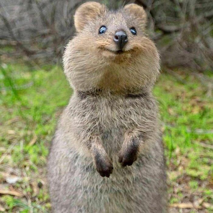 SoloFlow786's tweet photo. Meet a Quokka, aka the world’s happiest animal, aka a Short-Tailed Scrub Wallaby. He is a small macropod about the size of a domestic cat. Like other marsupials in the macropod family (such as kangaroos and wallabies), the Quokka is herbivorous and mainly nocturnal. https://t.co/cG30RGRPW3
