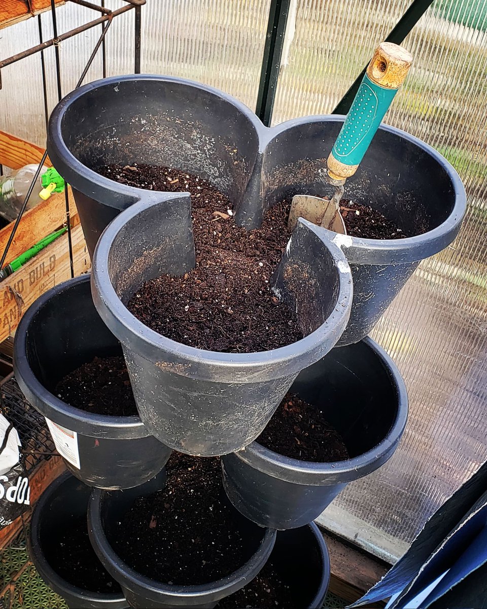 VegVery's tweet photo. Set up another set of stacking pots for future plantings in my greenhouse.  So far, the weather hasn't been too cold to grow green veggies here. https://t.co/esdvYuYM2f