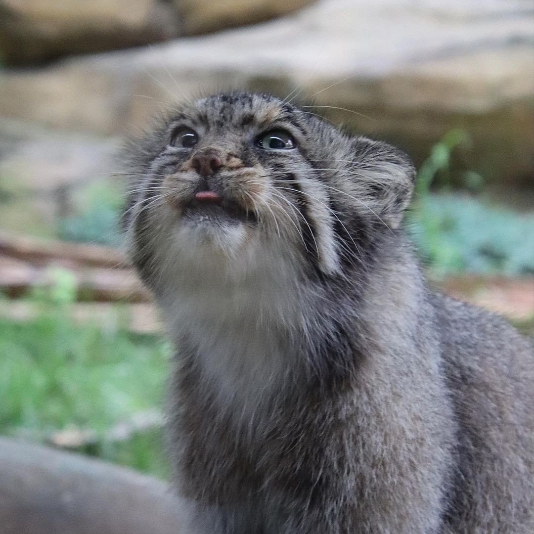 RT @DailyMantle3: only 143 days left until international pallas cat day.....!!! omg im so excited!! https://t.co/PAttNEIJQV
