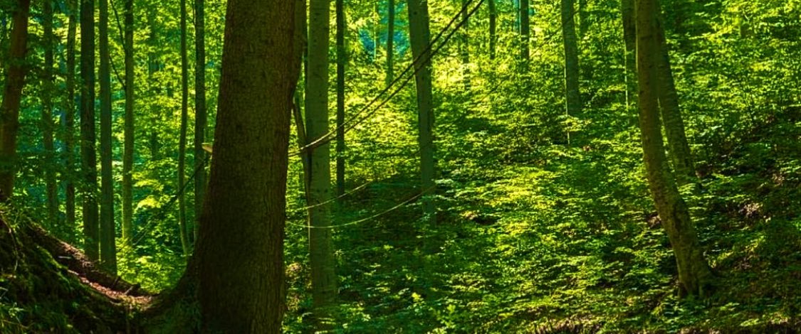 KarsanGlobal's tweet photo. Pause for a minute to stop and acknowledge what we have done
Starting around 2020, the UN assesses the planet has lost around 7,000,000 hectares each year to deforestation.

Somewhere in the range of 1990 and 2015, the world has previously lost 129 million hectares of woods. https://t.co/HSlOMpF4AV