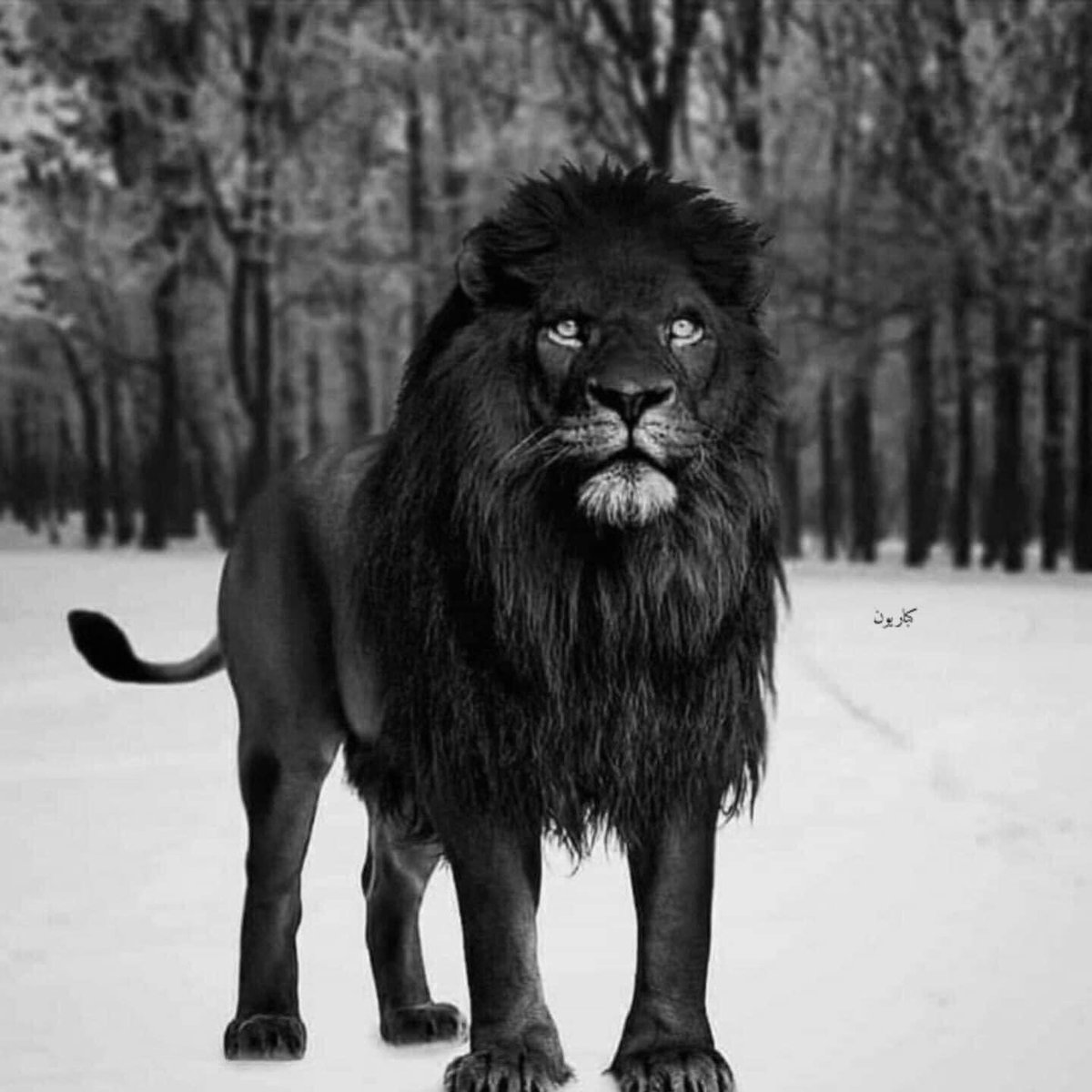 مبروك للاسود ♥️♥️💪🏼💪🏼🇲🇦🇲🇦🇲🇦🇲🇦🇲🇦