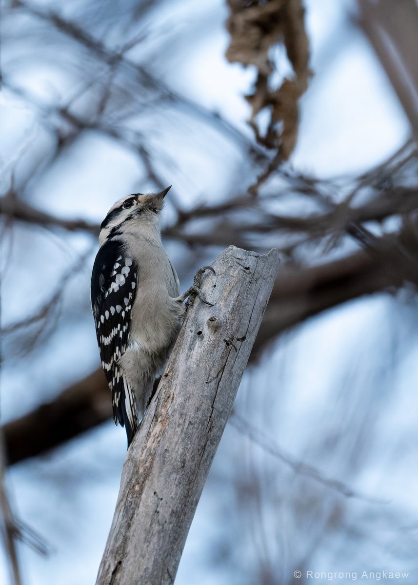 R_Angkaew's tweet photo. Downy Woodpecker is one of the most widespread and the smallest #woodpecker in North America. I first located this individual by voice, but I have no idea what the species is. Thanks #Merlin for helping me solve the mystery. The app works amazingly well
#birdwatching  #birds https://t.co/ZXFCzXyWj6