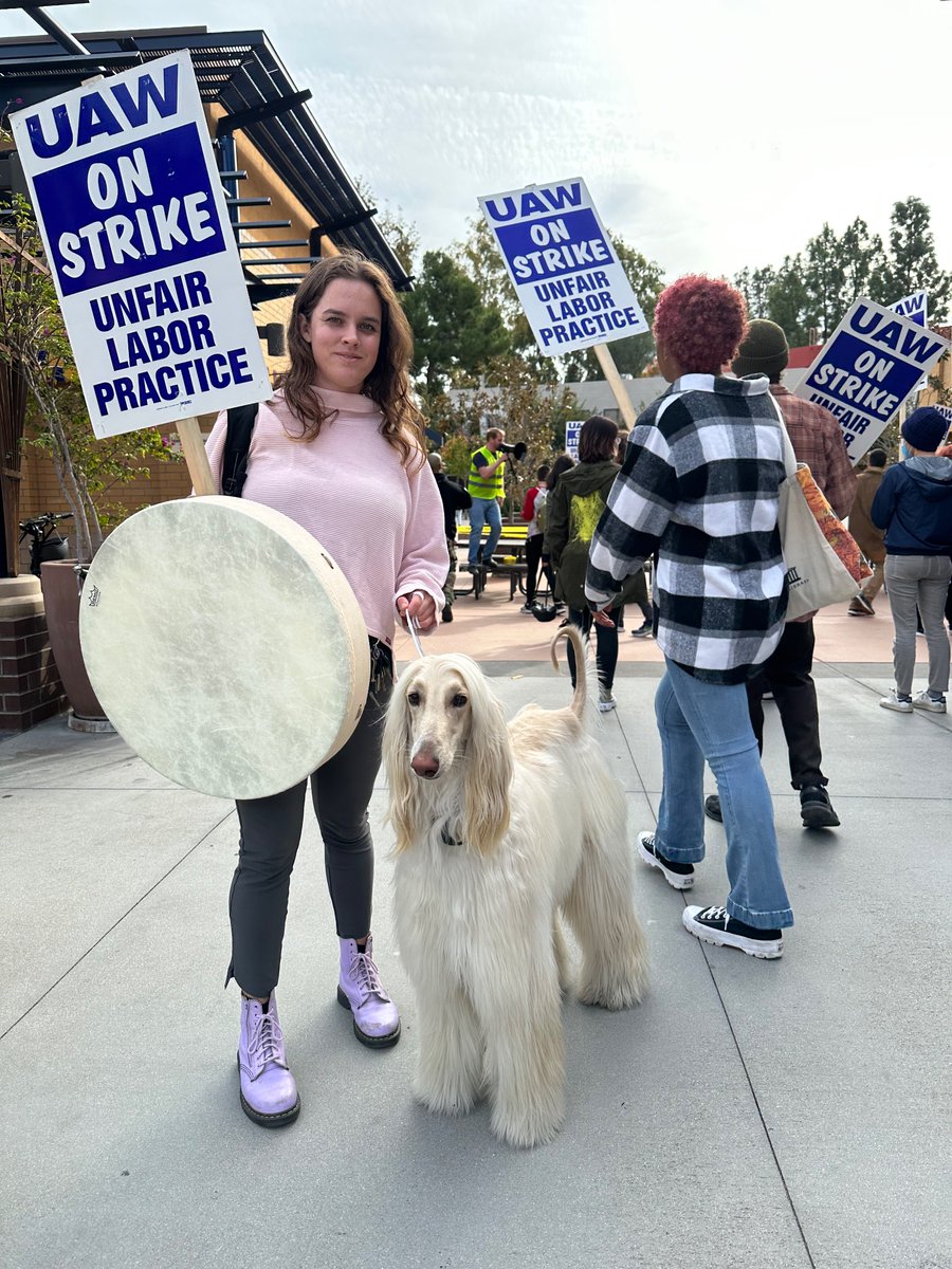 Dogs of the Picket Line (@picketdogs) on Twitter photo 