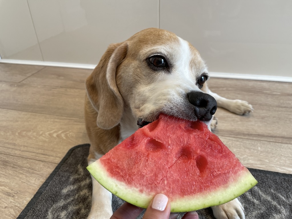 TheBarmyBeagle's tweet image. It&apos;s not lamb, but I&apos;ll still have it, thanks 😋