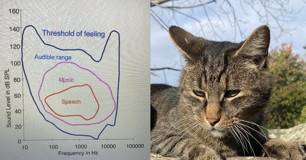 threshold of feline
