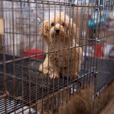 30 DAYS LEFT 🚨 The bill to end the sale of dogs, cats, and rabbits is STILL sitting on @GovKathyHochul’s desk. She has until the end of the year to sign it! Please call and urge her to sign the Puppy Mill Bill into law: 518-474-8390, press 3, then press 1 to leave a message