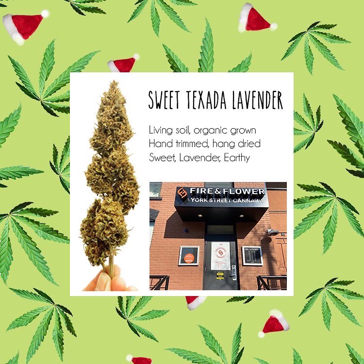 WeatherdIslands's tweet photo. Hey Ottawa come check out @fireandflowerco for a 420 pop up! Get your hands on some Sweet Texada Lavender flower, while limited quantities last!

#Legendary #Texada #Genetics  #Cannabis #Canna #Weed #BCbud #Outdoor #Farming #terpenes #grams #Organic  #flower https://t.co/JgawnVDFsS