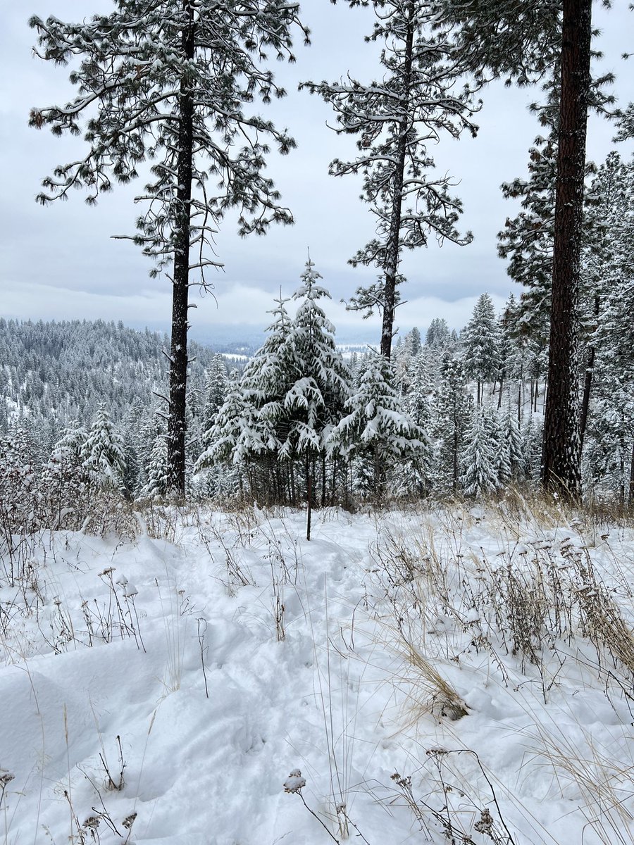 16pxl's tweet photo. same spot in my backyard; 6 months apart 🌞❄️✨ https://t.co/CYta7yY9tx