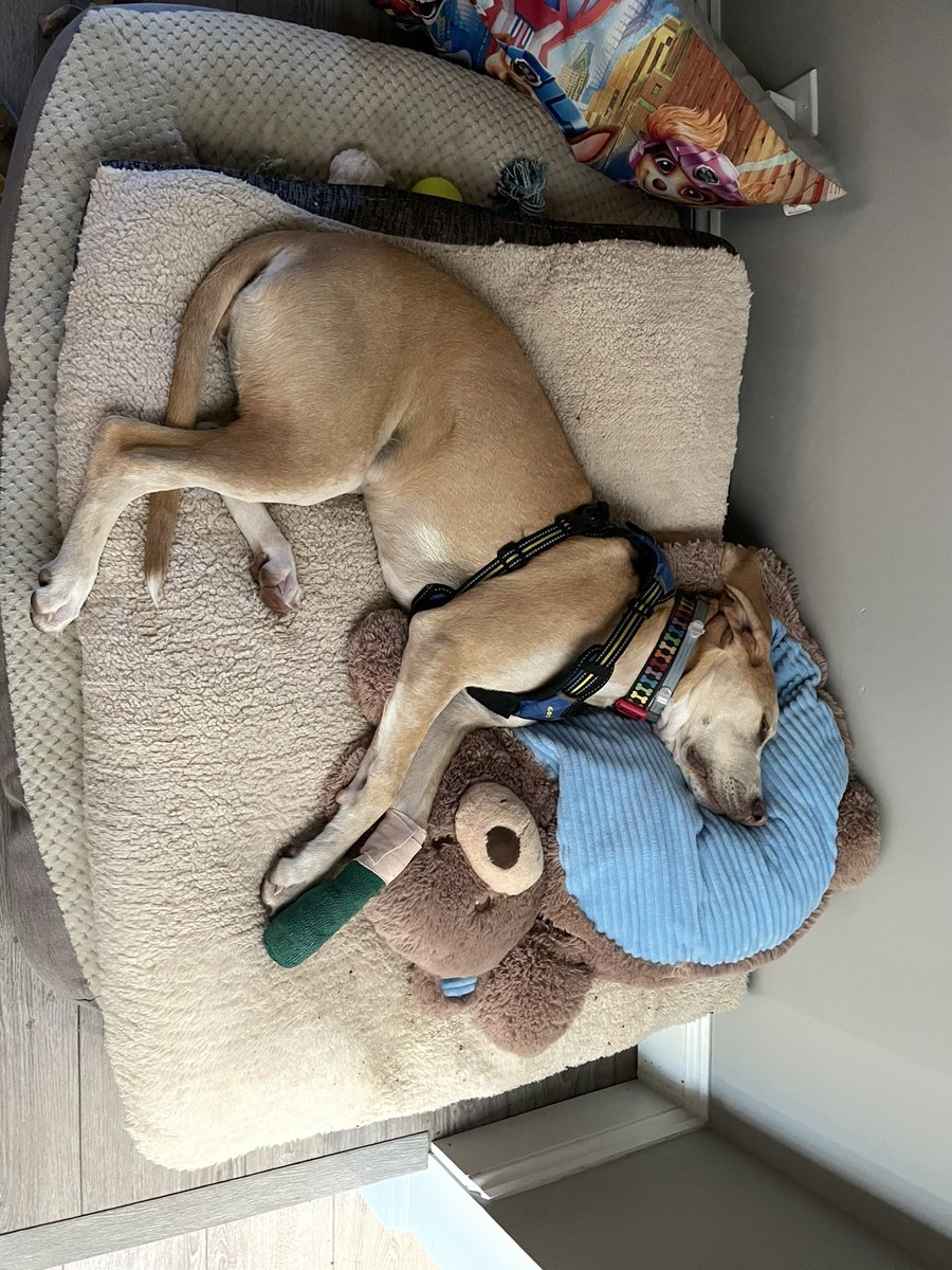 BrownieTurd's tweet photo. Busy day today. It was an abscess. No idea what it was. She’s all doctored up and home. 🤣 And she’s really high. Put her in the garage with Mr Sprinkles so they can cuddle while she is too sleepy to bite. Bandage on for 2 days #DrunkTurd #NailTrimTime #LimpTurd #PrettyPenny https://t.co/476O7Kwv5T