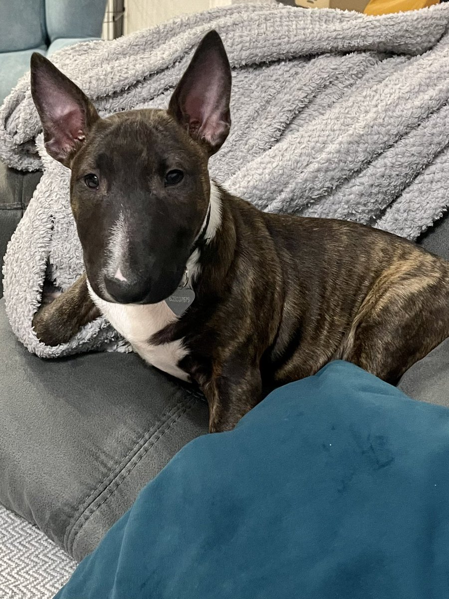 Thunderminibull's tweet photo. He like a sofa 🥰 https://t.co/wayQFgUHtx