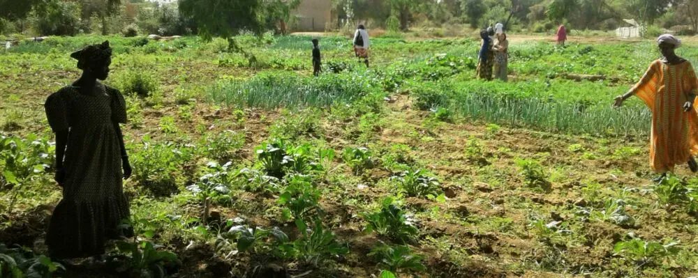 GpnGlobal's tweet photo. #NowReading 📖  An interview with Dr. Ousmane Aly Pame - GPN partner CSO REDES

The interview is about #agriculture, #foodsovereignty, #climatecrisis, #trade, #migration, structural adjustment programmes and much more

👉 https://t.co/a0hheedzPd https://t.co/LHN87qDCMU