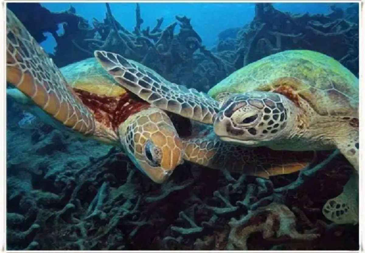 Mr_ProjectX's tweet image. 🥳ProjectX Cryptodira Turtle! from the ProjectX_#1 collection has been listed for sale.   
Phylum:                  Chordata
Class:                      Reptilia
Superfamily:           Chelonioidea
Species:                 C. mydas
opensea.io/assets/matic/0…
#NFT
#NFTs #NFTsales